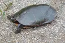 Painted Turtle (Parks Canada)