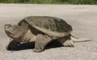 Snapping Turtle (Parks Canada)