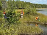 Releasing hatchling turtles back to wetland